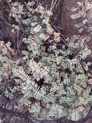 Mimosa monancistra