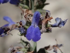 Salvia connivens