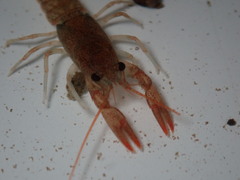 Cambarus robustus