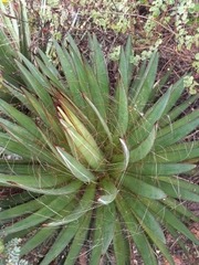 Agave schidigera