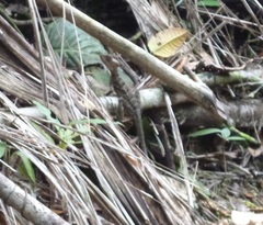 Basiliscus galeritus