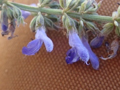 Salvia connivens