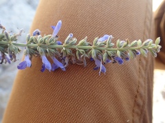 Salvia connivens