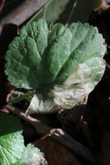 Metallus lanceolatus