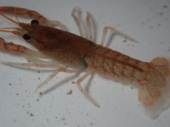 Cambarus robustus