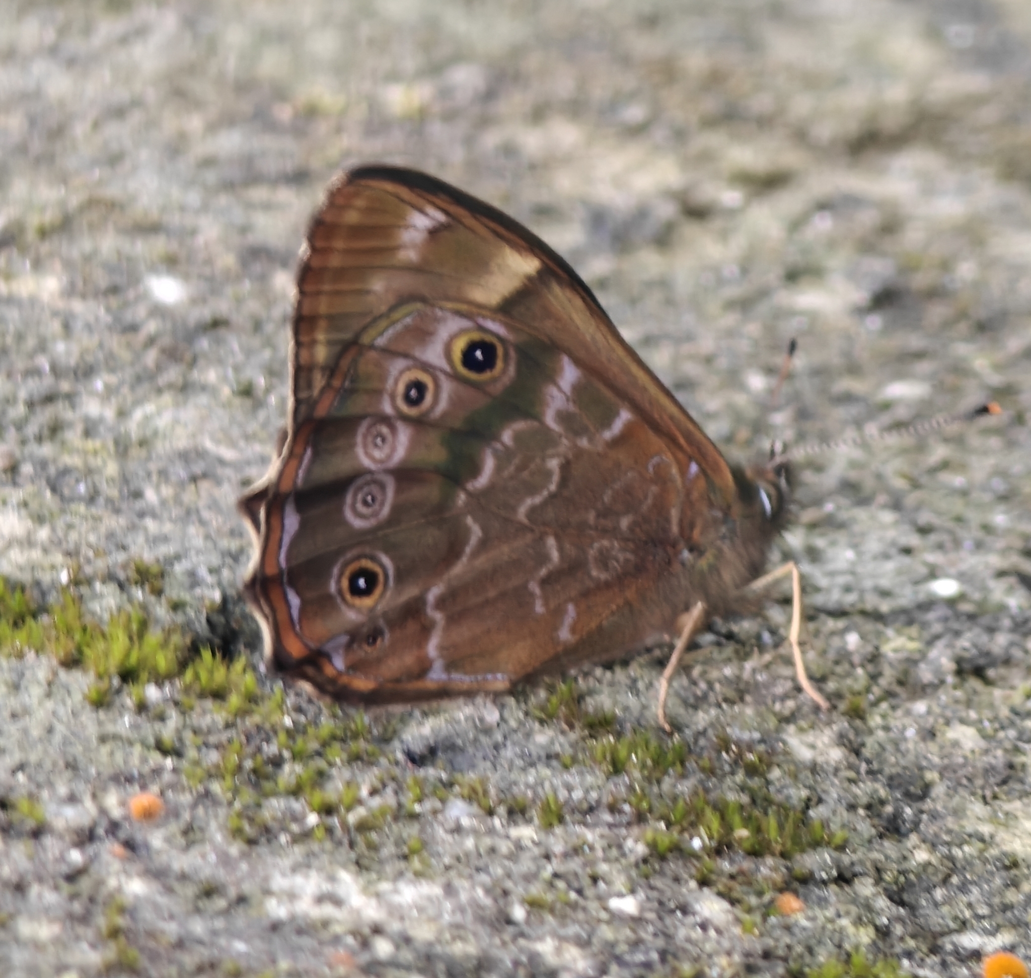 Common Woodbrown