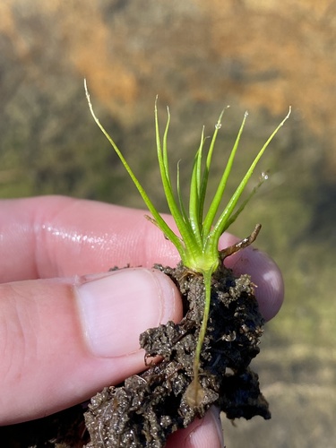 Bolander's quillwort (Isoetes bolanderi)