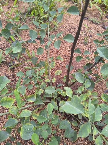 Dalbergia sissoo