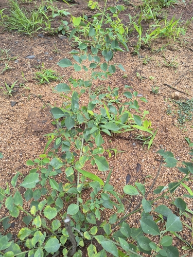Dalbergia sissoo