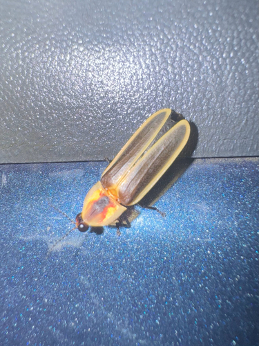 Texas Hooker Firefly photo 3