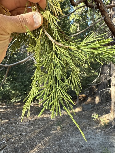 iNaturalist observation photo of California incense-cedar