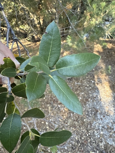 iNaturalist observation photo of canyon live oak