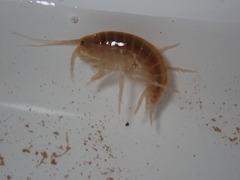 Gammarus pseudolimnaeus