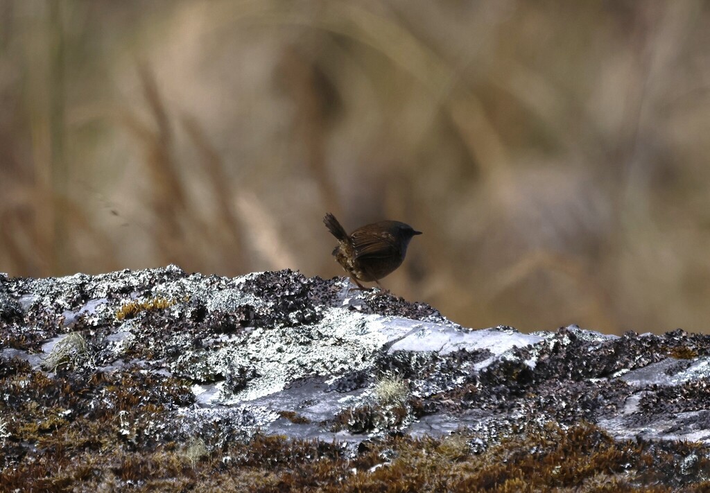 Puna Tapaculo