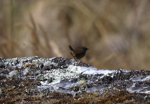 Puna Tapaculo (Scytalopus simonsi), photo 3