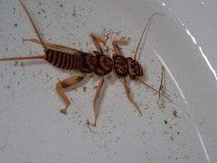 Acroneuria carolinensis