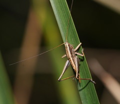 Requena victoriae