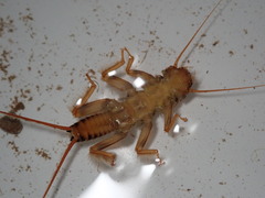 Acroneuria carolinensis