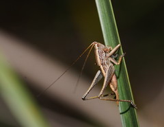 Requena victoriae