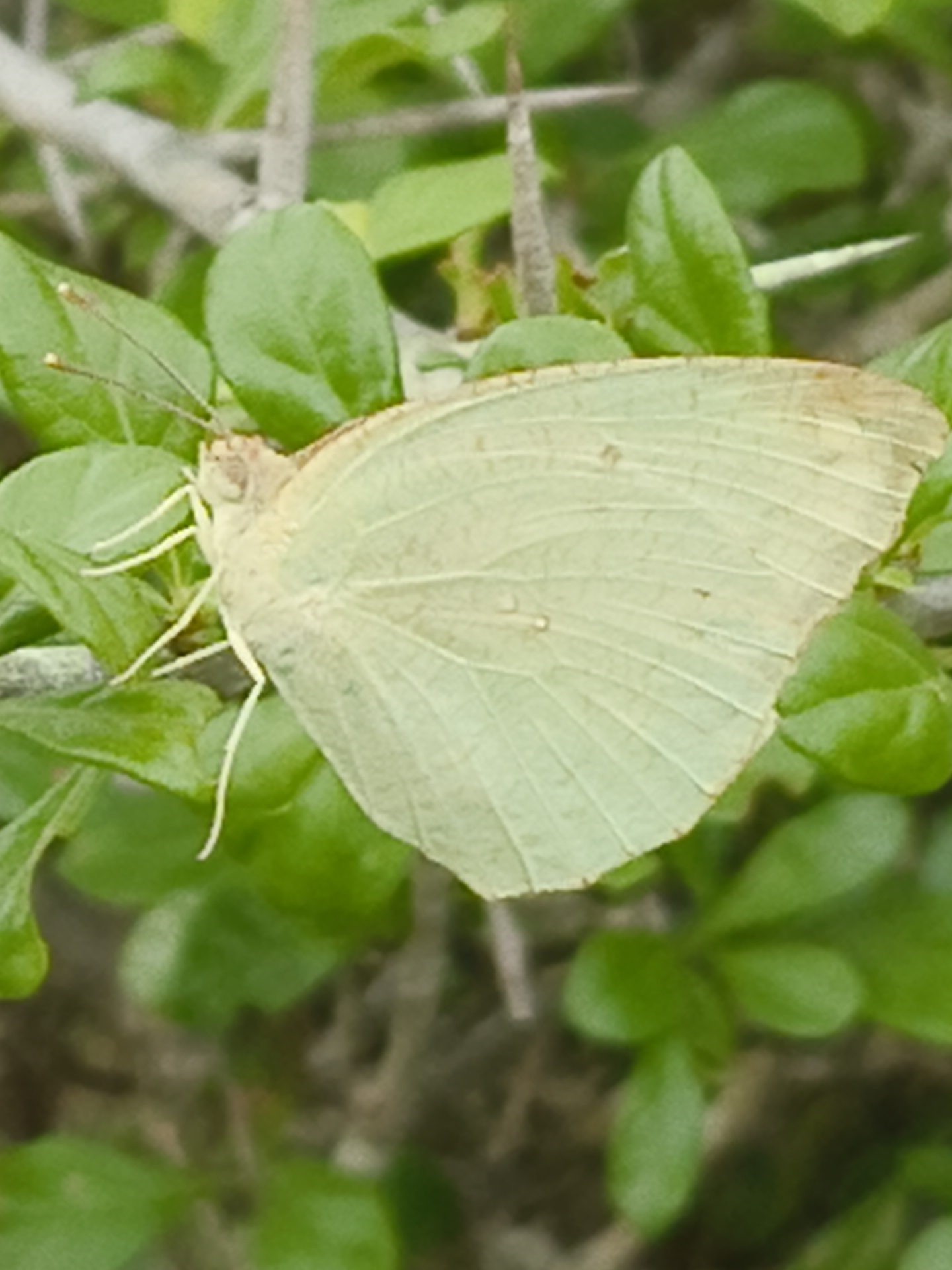 Mottled Emigrant