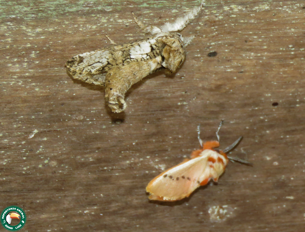 Langsdorfia polybia