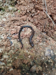 Oedipina pacificensis