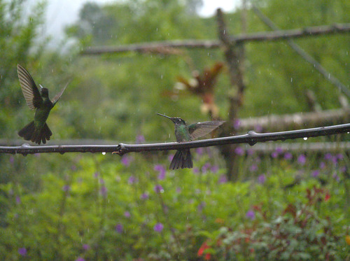 Colibrí de Talamanca (Eugenes spectabilis)