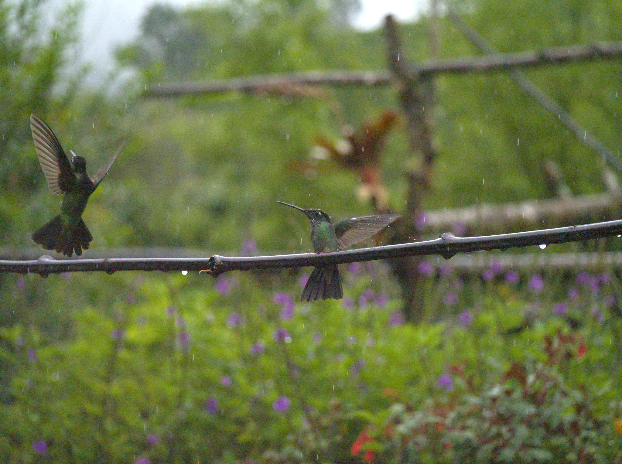 Talamanca Hummingbird (Eugenes spectabilis)