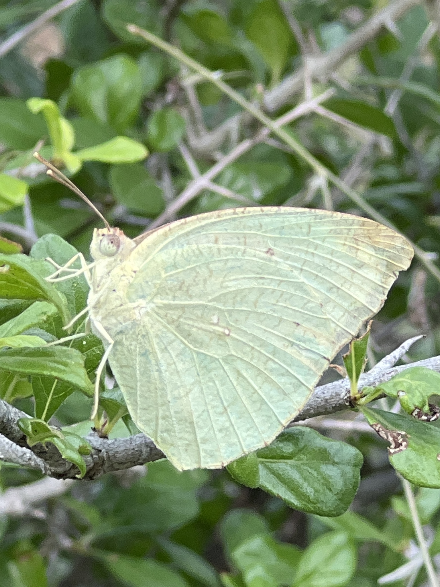 Mottled Emigrant