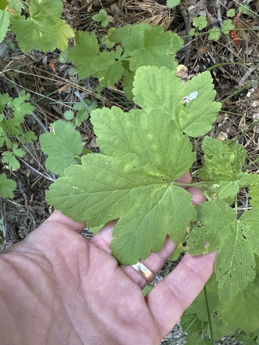iNaturalist observation photo of mountain pink currant
