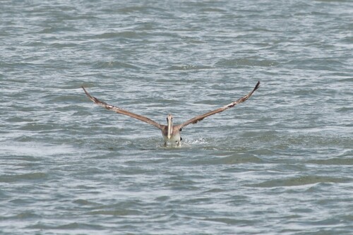 Brown Pelican photographed in Delaware