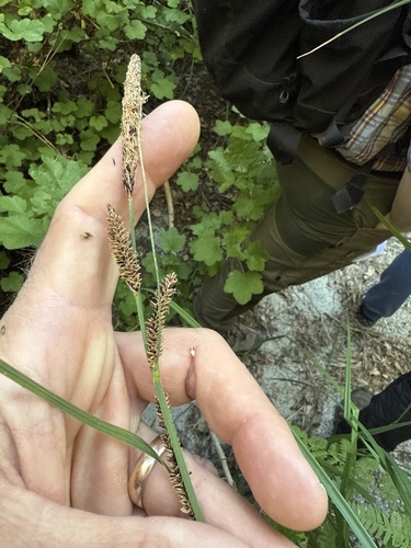 iNaturalist observation photo of western rough sedge