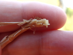 Carphephorus pseudoliatris