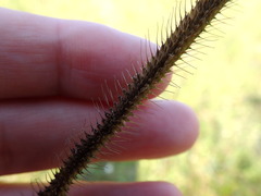 Carphephorus pseudoliatris