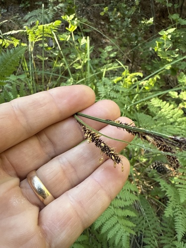 iNaturalist observation photo of western rough sedge