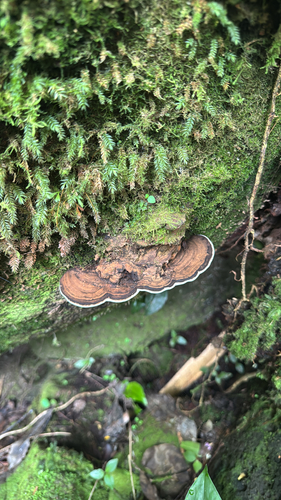 Ganoderma australe, 2025-07-25