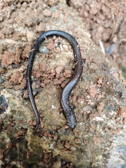 Oedipina pacificensis