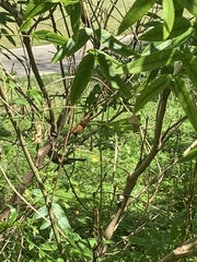 Setophaga ruticilla