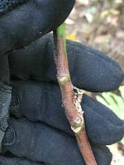 Adenanthera pavonina