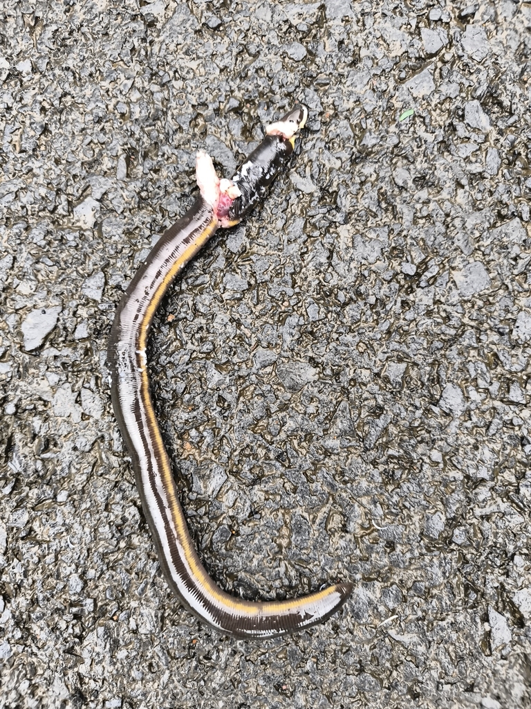 Savarde Chorla Giant-striped Caecilian from Savarde Khalsa, Maharashtra, India ...