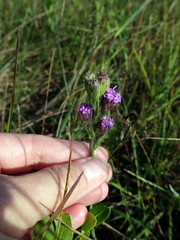 Carphephorus pseudoliatris