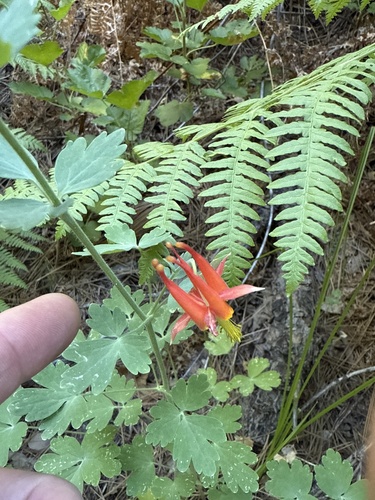 iNaturalist observation photo of western columbine