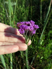 Carphephorus pseudoliatris
