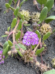 Shortflower Sand Verbena (Abronia breviflora)