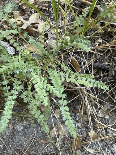 iNaturalist observation photo of Cleveland's horkelia