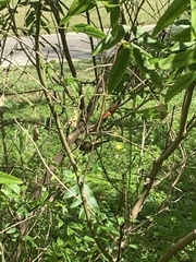 Setophaga ruticilla
