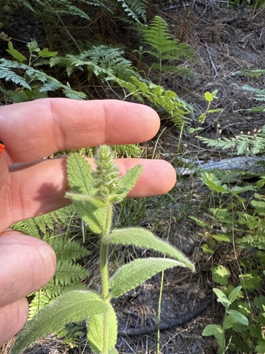 iNaturalist observation photo of Hedgenettles