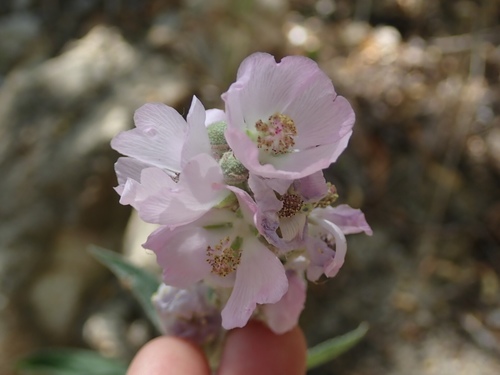 narrowleaf globemallow