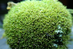 Amphidium lapponicum