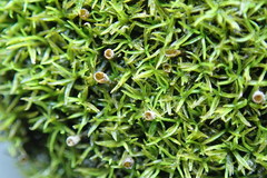 Amphidium lapponicum